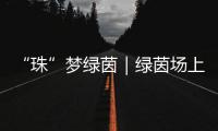 快排公司十年历程，霸屏兔 seo 的崛起与坚守