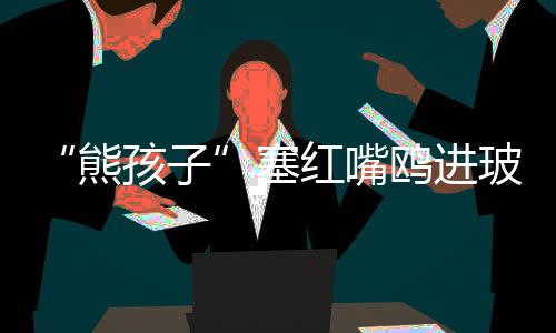 将一只红嘴鸥强行塞进塑料瓶