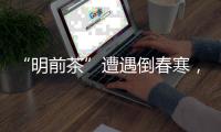 “明前茶”遭遇倒春寒，浙南受灾最严重