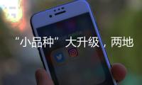 “小品种”大升级，两地联手给澳门“菜篮子”增鲜