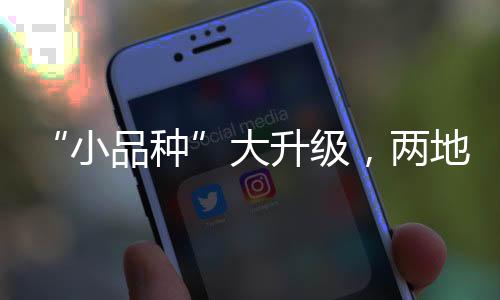 占内地供澳门总量的小品种98%