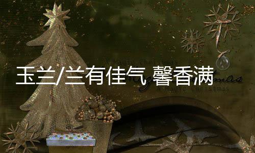 新开的玉兰玉兰花洁白优雅