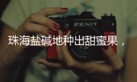珠海盐碱地种出甜蜜果，甜度接近天花板
！