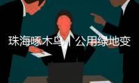 珠海啄木鸟丨公用绿地变私家菜园？！究竟该由谁来管�？