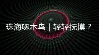 珠海啄木鸟｜轻轻抚摸
？肢体接触�
？零容忍！勇敢向职场性骚扰说“不”！