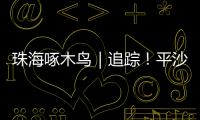 珠海啄木鸟｜追踪！平沙新城公交车站候车亭开工啦