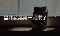 盆栽蔬菜第一股来了，“阳台种菜”治好了当代人的精神内耗？