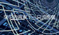 罕见的再审：一只流浪猫与24万元赔偿