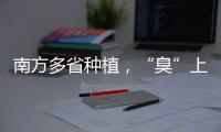 南方多省种植�
，“臭”上热搜的石楠花怎么成为了城市绿化的“性价比之王”	？丨硬核唠科