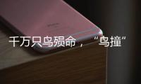 千万只鸟殒命，“鸟撞”现场调查，小鸟侦探请答题