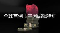 全球首例！基因编辑猪肝脏 被移植到人体