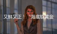 又鲜又正！“海底软黄金” 珠海外伶仃海胆新鲜上岸！