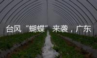 台风“蝴蝶”来袭，广东如何应对