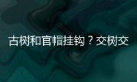 古树和官帽挂钩
？交树交印	，明代就有了