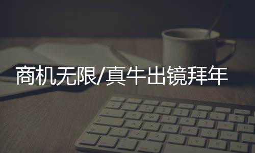 牧场工作人员在一头牛旁边