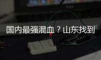 国内最强混血	？山东找到未来核心 曲绍斌若带他世青赛成绩或更好