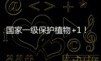 国家一级保护植物+1！珠海新发现紫纹兜兰野生群落