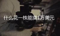 什么花一株能卖1万美元
，还能吃？