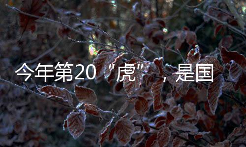 虎公共管理硕士学位