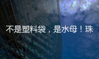 不是塑料袋，是水母	！珠海海滩有水母出没 提醒
：有毒！别碰

！