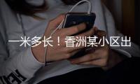 一米多长！香洲某小区出现眼镜蛇
，已被捕获