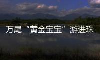 万尾“黄金宝宝”游进珠海
！明年或将实现本土繁育