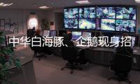 中华白海豚	、企鹅现身招聘会 珠海“招才吉祥物”好吸睛 吸引求职者争相合影