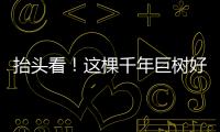抬头看！这棵千年巨树好高