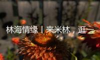 林海情缘丨来米林，逛一逛“春风桃夭宴” 
！