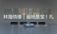 林海情缘｜遍地是宝�！扎贡沟：脚下每一步 都踩在“药材地图”上