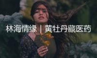 林海情缘｜黄牡丹藏医药文化旅游节开幕！“地球上最高的绿色秘境”焕新开放