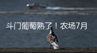 斗门葡萄熟了！农场7月底开放采摘，大量黑夏�、阳光玫瑰摘到8月
！
