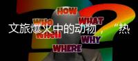 文旅爆火中的动物，“热爱不代表零距离接触”