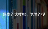 昂贵的大樱桃
，隐匿的授粉药