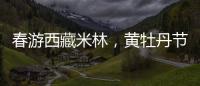 春游西藏米林，黄牡丹节这样玩	�！