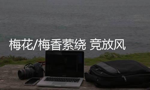 梅花梅香绿萼等品种