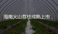 海南火山荔枝成熟上市
，“甜蜜季”开启