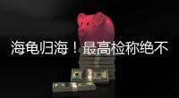 海龟归海！最高检称绝不放纵破坏资源环境非法行为