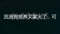 流浪狗领养文案火了�，可心动
�，别冲动