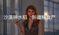 沙漠种水稻，新疆粮食产量赶超江西辽宁
，背后是一场惊天巨变