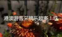 港澳游客采摘乐趣多！珠海盐碱地里水果喜迎丰收