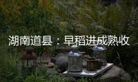 湖南道县：早稻进成熟收割季