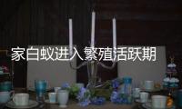 快排公司十年历程，霸屏兔 seo 的崛起与坚守