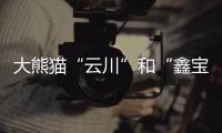 大熊猫“云川”和“鑫宝”将赴美，期限10年
