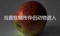 当首批城市伴侣动物进入暮年�，“宠物协和”肿瘤医生看到这些