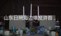 山东日照海边爆发浒苔�，游客称有恶臭味
，当地回应正组织打捞
，专家解读影响和治理