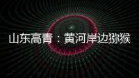 山东高青：黄河岸边猕猴桃 喜获丰收果农乐