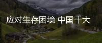 快排公司十年历程，霸屏兔 seo 的崛起与坚守