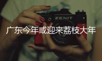 广东今年或迎来荔枝大年，产量有望比去年激增三到四成