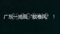 广东一地现“蚊卷风”！网友
：头皮发麻
